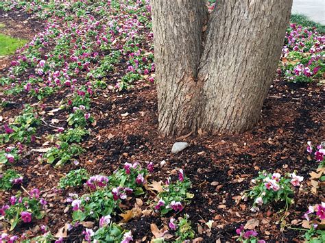 Finding Tree Root Flare 的图像结果