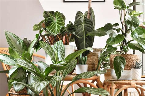 Popular House Plants and How to Care for Them – Lost Coast Plant Therapy