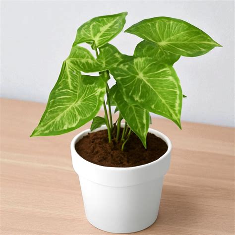 Indoor Plants Online For Home and Office | Starts @ ₹59 – Plant Orbit