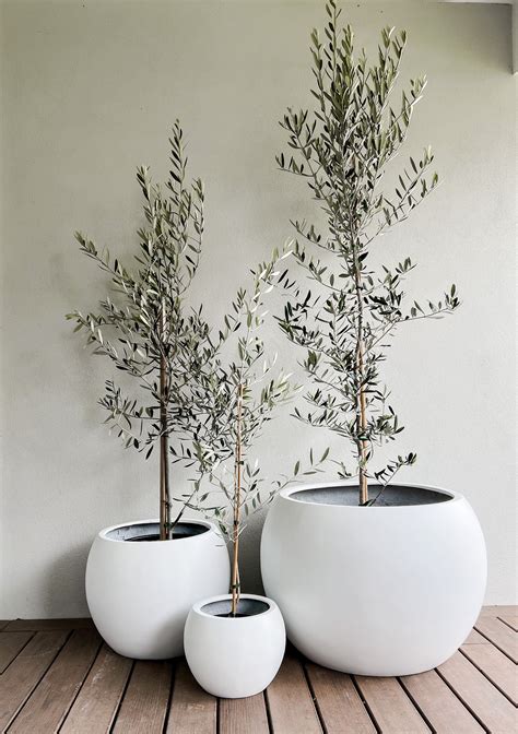 Olive Tree in Amalfi Pot | House plants decor, Plants, Plant decor