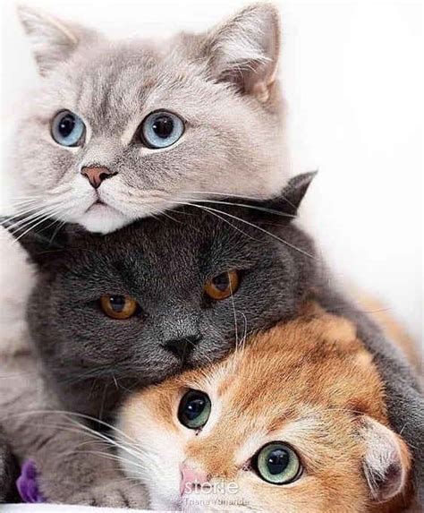wallpaper hd kucing lucu