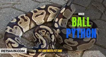 Image result for Ball Python Basics