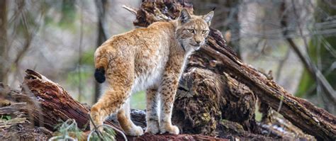 Download wallpaper 2560x1080 lynx, predator, animal, wildlife, big cat ...