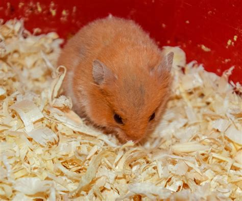 Can Hamsters Eat Bananas? 5 Healthy Nutrients In Bananas