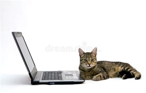 Cat Computer 的图像结果