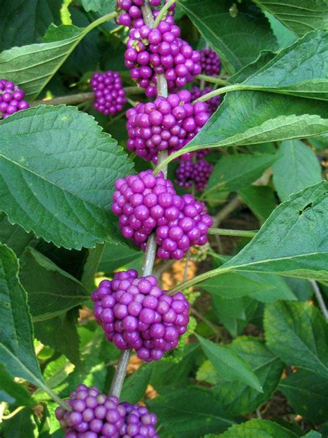 Six native Southeast Texas plants to attract birds