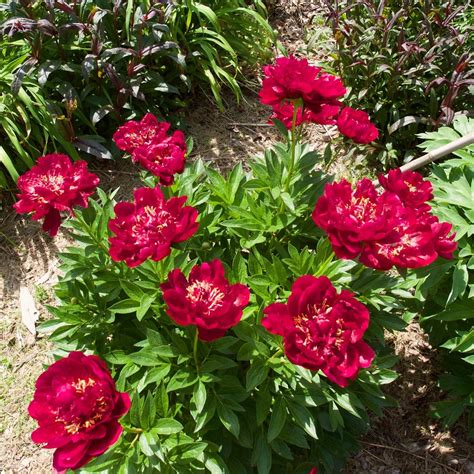 Peony 'Buckeye Belle' – Roots Plants