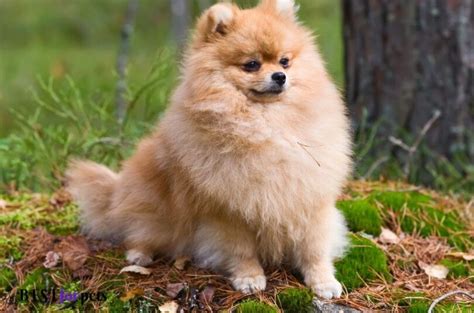 10 Best Apartment Dogs In The World 2024 - Best For Pets