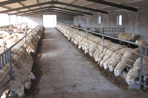 牧业养殖企业起名，养羊办营业执照起什么名字