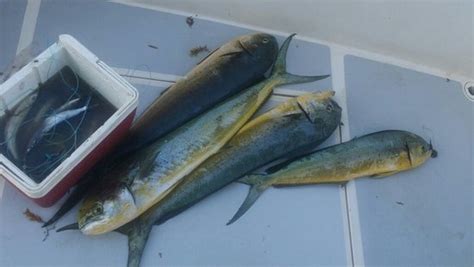 The Lady Elisa (La Romana) - 2022 What to Know Before You Go (with ...