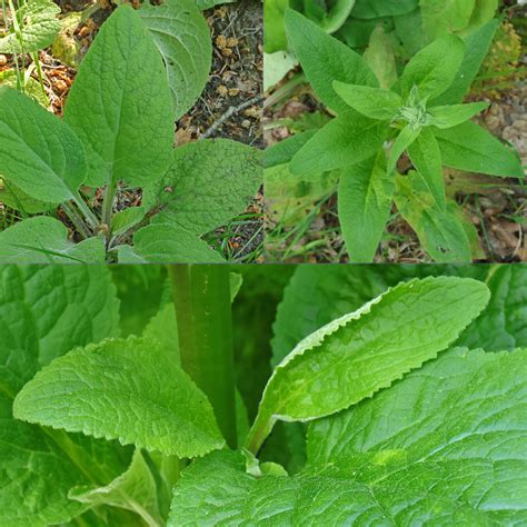 Fingerhut, Roter / Digitalis purpurea