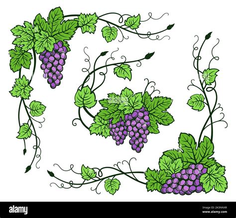 Grape vine corner bunches vintage set. Sketch hand drawn ink outline ...