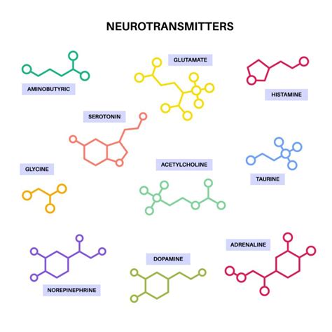 What Is a Neurotransmitter 的图像结果