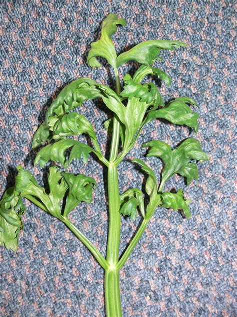 Celery leaf curl (anthracnose) | ontario.ca