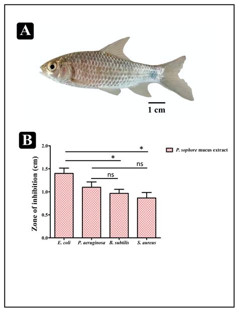 Profiling and Role of Bioactive Molecules from Puntius sophore ...