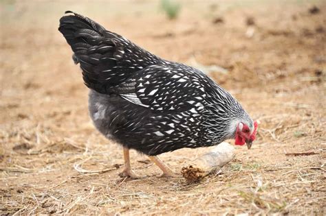 What's the Global Chicken Population? How Many are There?