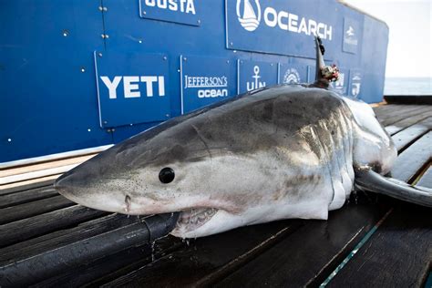 Sharks located off coast of NC during OCEARCH research expedition ...