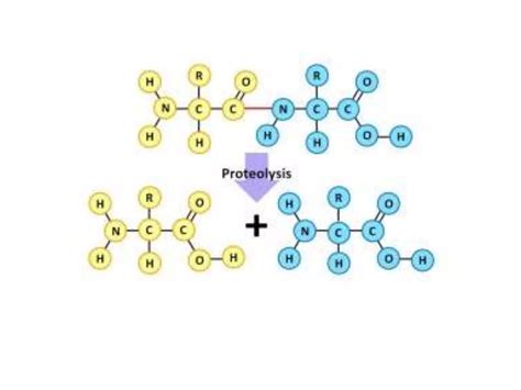 Most Common Post Translation Modification of Protein 的图像结果