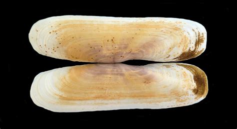 Image result for Clam with a Very Sharp Shell