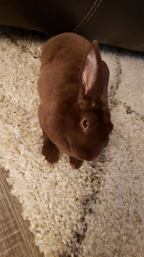 Chocolate Rex Rabbit Mini Rex | Rabbit Breeders And Exhibitors Wiki