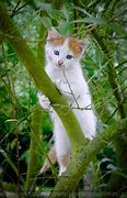 Image result for Cute Animals in Spring