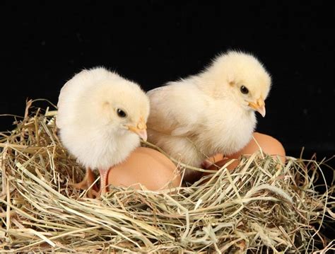属鸡的几点出生最好命 这个时辰出生的鸡宝宝命最好|一生|出生|时辰_新浪新闻