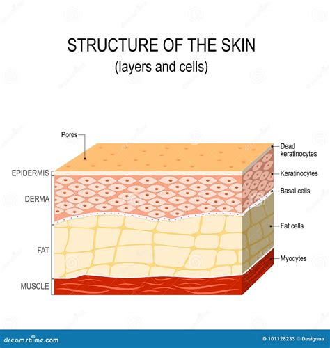 Structure of the Human Skin Stock Vector - Illustration of deep, cell: 101128233