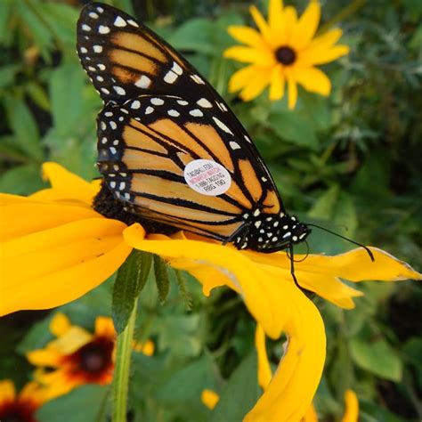 Monarch Tagging Program 的图像结果