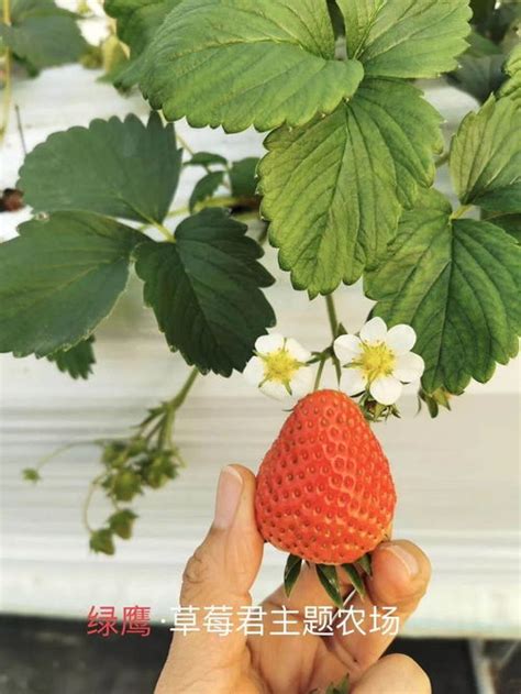 草莓是什么季节的水果？亩产多少斤？ - 惠农网