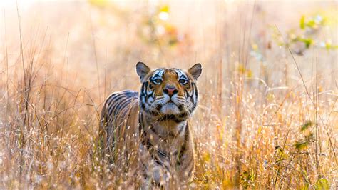 Wild Tiger Wallpaper 4K, Kanha National Park, India, 5K
