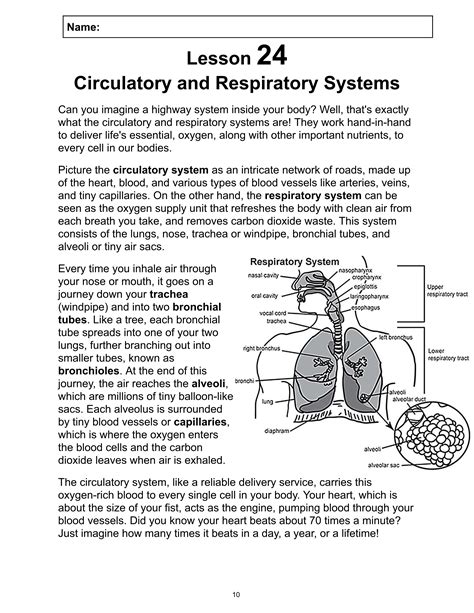 Reading Passage 24: Circulatory & Respiratory Systems PDF | Made ... - Worksheets Library