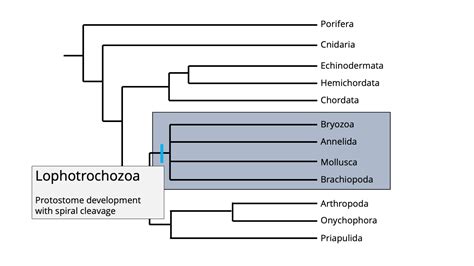 Simple Phylogenetic Tree Of Animals