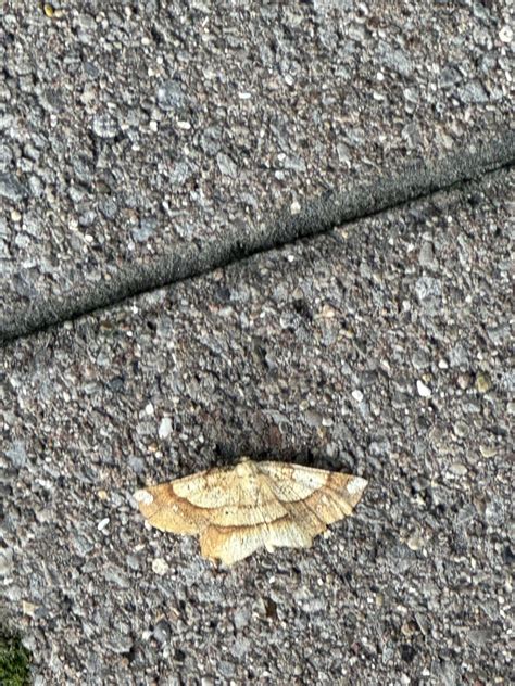 Thought this dude/dudette was a leaf until it started fluttering around. What kind of butterfly ...