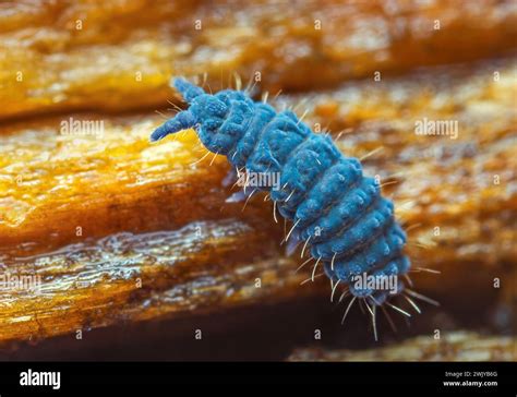 Image result for Springtail Jump