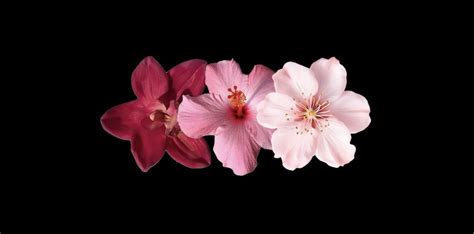 Pin by letícia ♡ on • headers in 2025 | Flower desktop wallpaper, Pink ...