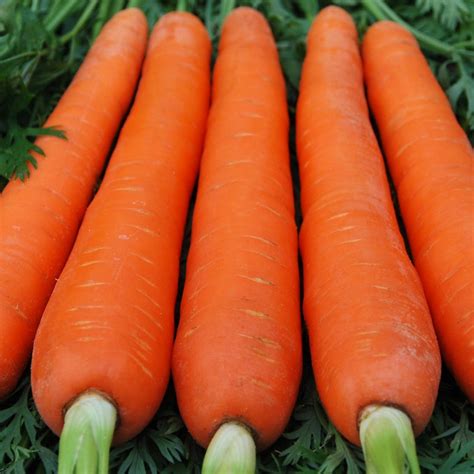 Carrot Indam Kuroda – orange root, winter harvest – myBageecha