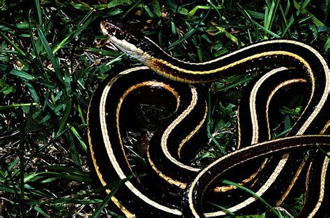 Den'sphotogallery: Snakes of New Hampshire