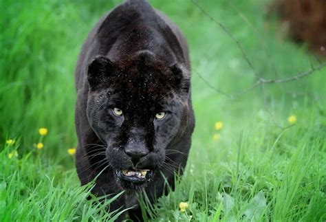 [300+] Black Panther Pictures | Wallpapers.com