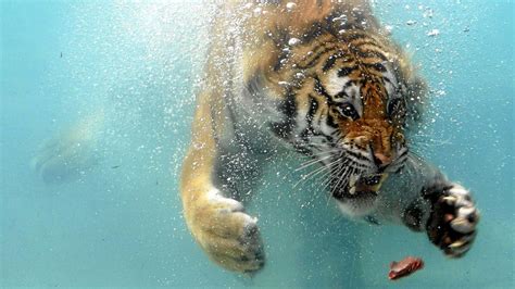 https://wallpapers.com/images/hd/tremendous-tiger-swimming-underwater-wrppl174xw9h3kze.jpg