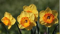 vanitosa significato narciso sito fioreperfetto vanitosa significato narciso sito fioreperfetto