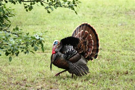 Image result for Turkey Trot Tutorial