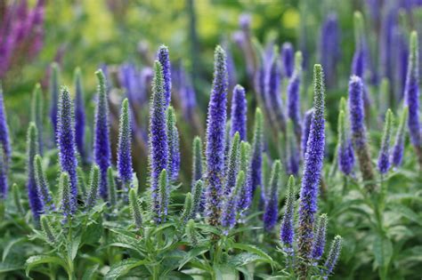 Veronica, Royal Candles - Campbells Nursery
