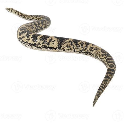 Image result for Biggest Scrub Python