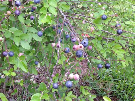 Huckleberries AKA May Berries, AKA Elliot's Blueberry AKA Vaccinium elliottii - General Fruit ...
