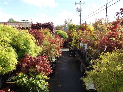 Embrace the Magic of Maple Trees — West Seattle Nursery