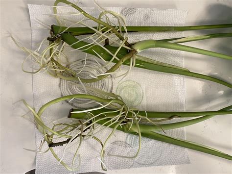 Monstera propagation seems to only be growing aerial roots… please help ...