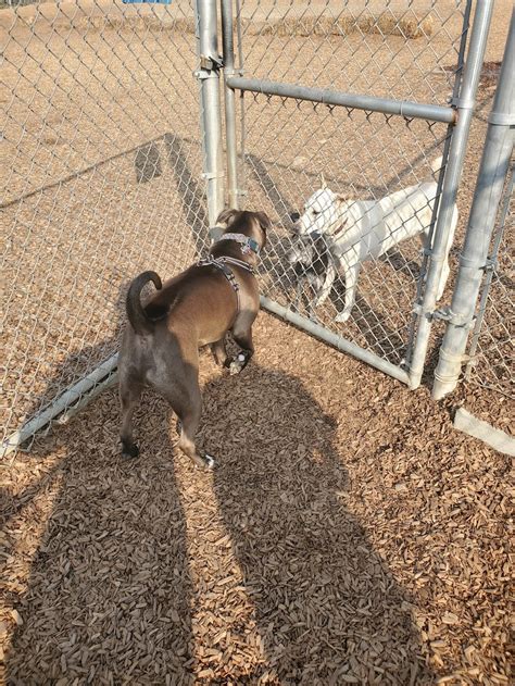 Pantera Dog Park - 738 Pantera Dr, Diamond Bar, CA 91765 - Hours ...