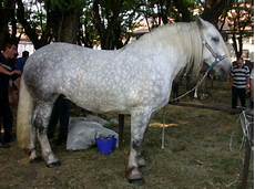 cavallo pomellato razze cavalli percheron cavallo pomellato razze cavalli percheron