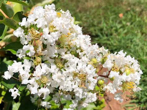 Crape Myrtle Color Chart