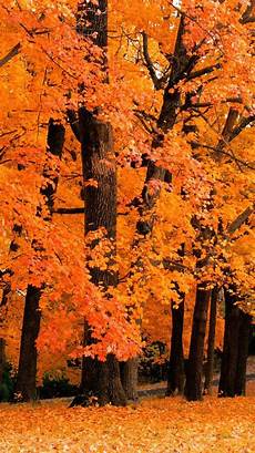 Fall Pictures For Iphone Wallpaper by 25 Fall Iphone Wallpapers Fall Pictures For Iphone Wallpaper